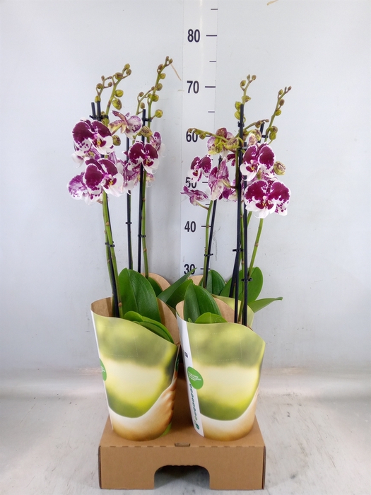 <h4>Phalaenopsis  'FC Untold Storie'</h4>