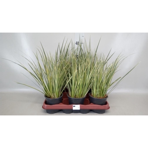 Acorus gramineus 'Aureovariegatus'