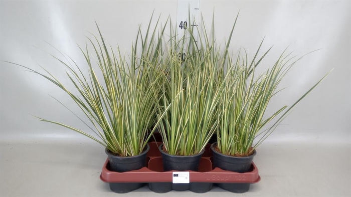 <h4>Acorus gramineus 'Aureovariegatus'</h4>