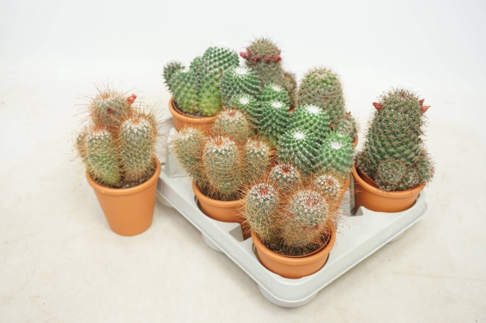 <h4>CACTUS GEM</h4>