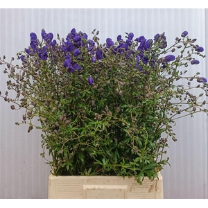 Aconitum Henryi Sparks Variety