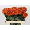 Dahlia Orange Fox