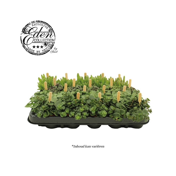 <h4>Gemengde tray 5,5cm Mix B</h4>