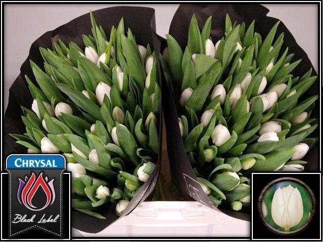 <h4>TU EN ROYAL VIRGIN</h4>