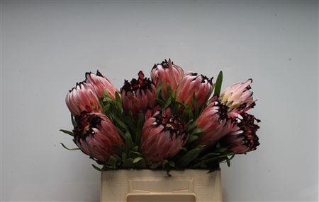 <h4>Protea Neriifolia</h4>