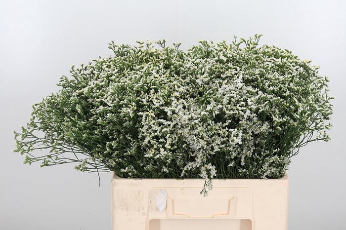 <h4>Lim Sin China White</h4>