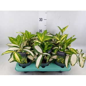 Dracaena