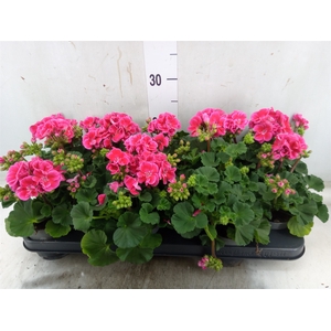 Pelargonium zona. 'ToscaSil Tammo'