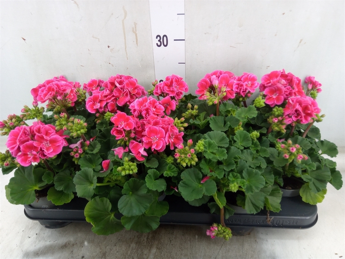 <h4>Pelargonium zona. 'ToscaSil Tammo'</h4>