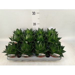 Aloe aristata 'Cosmo'
