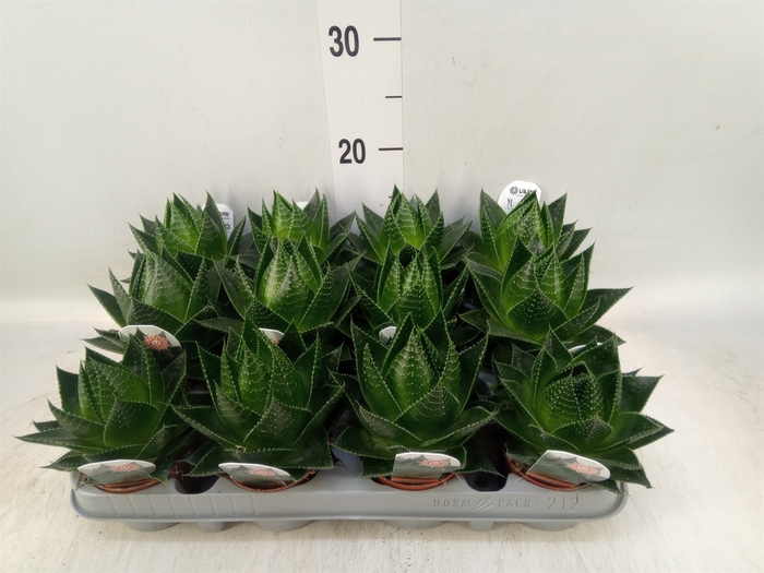 <h4>Aloe aristata 'Cosmo'</h4>
