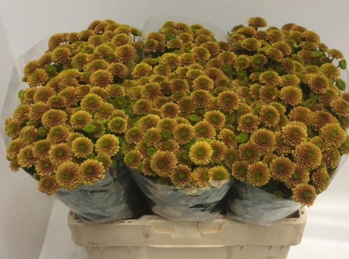 <h4>CHR SAN DORIA OR</h4>