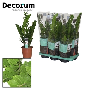 Zamioculcas 17 cm compact, 5+ veren (Decorum)