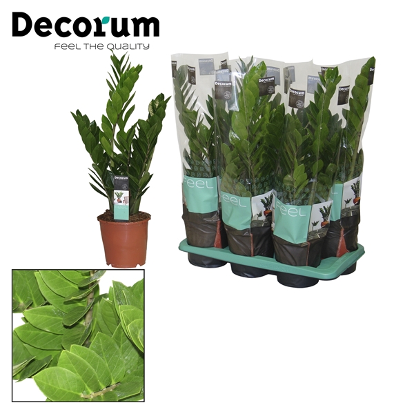 <h4>Zamioculcas 17 cm compact, 5+ veren (Decorum)</h4>