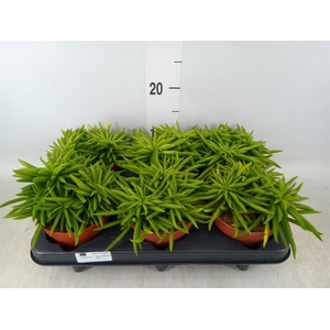 Peperomia ferreyrae 'Happy-Bean'