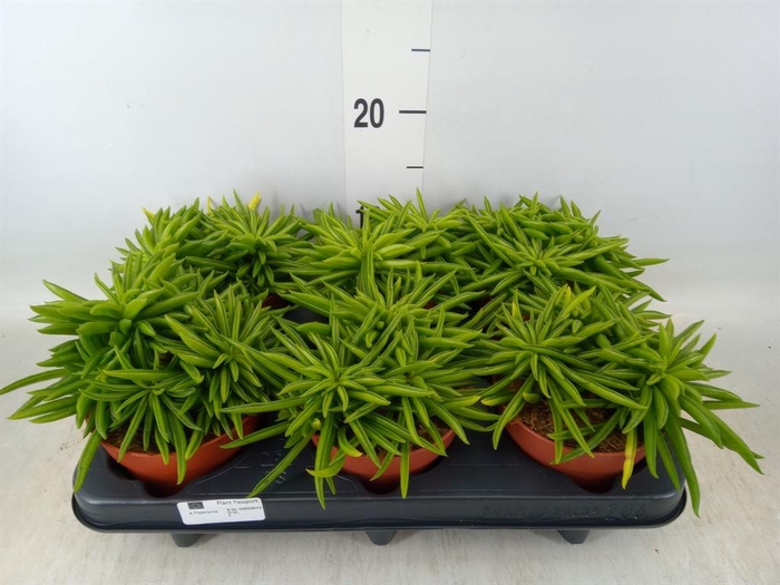 <h4>Peperomia ferreyrae 'Happy-Bean'</h4>