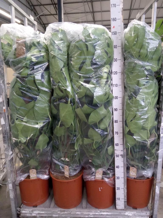 <h4>Monstera delic.</h4>