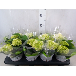 Hydrangea mac. 'Schneeball'