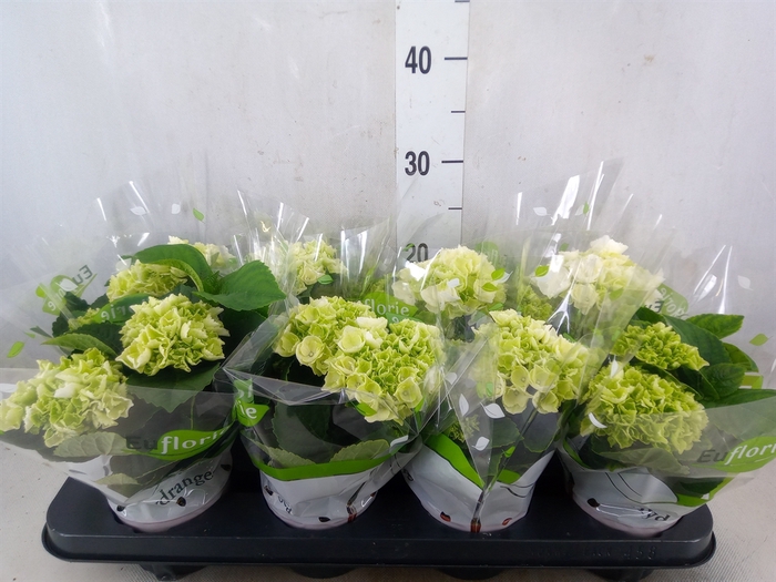 <h4>Hydrangea mac. 'Schneeball'</h4>