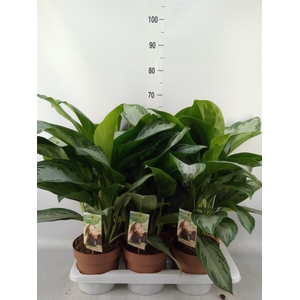 Aglaonema  'Silver Bay'