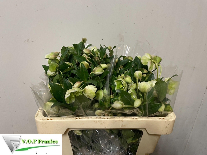 <h4>HELL  MAGNIFIC BELLS</h4>