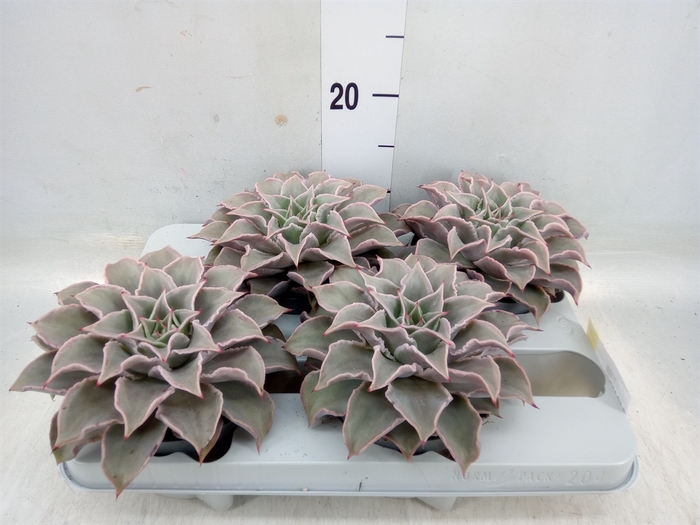 <h4>Echeveria   ...</h4>