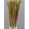 EREMURUS OASE