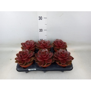 Echeveria   ...not flowering