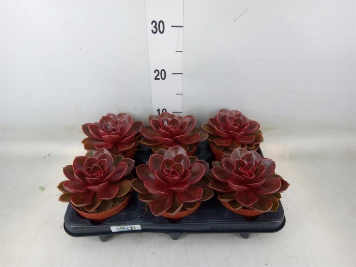 <h4>Echeveria   ...not flowering</h4>