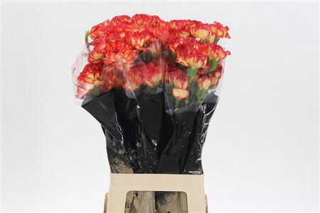 <h4>Di St Zenit</h4>