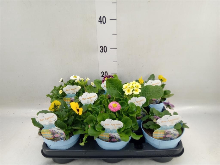 <h4>Tuinkruiden ...</h4>