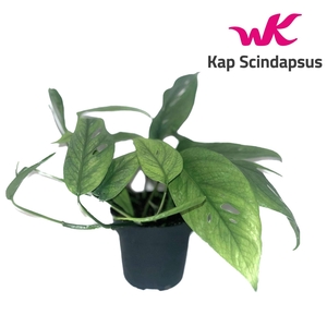 Epipremnum pinn. 'Cebu Blue'