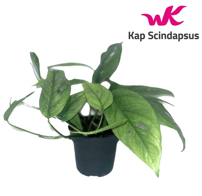 <h4>Epipremnum pinn. 'Cebu Blue'</h4>