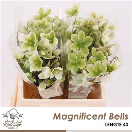 <h4>Hell Magnific Bells</h4>
