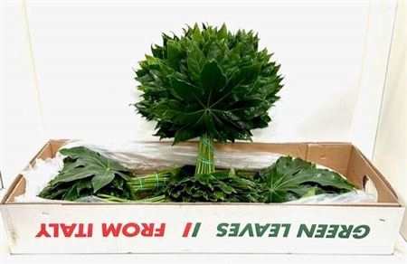 <h4>Fatsia Japonica Blad</h4>