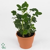ARACHIS HYPOGAEA N&S PINDA PLANT