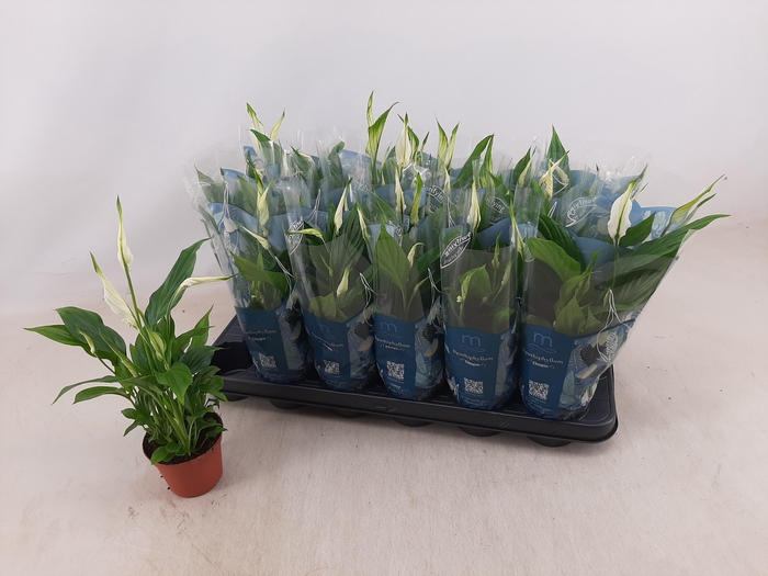 <h4>SPATH CHOPIN</h4>