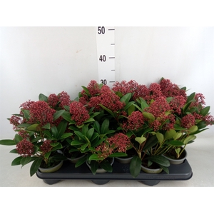 Skimmia jap. 'Rubella'