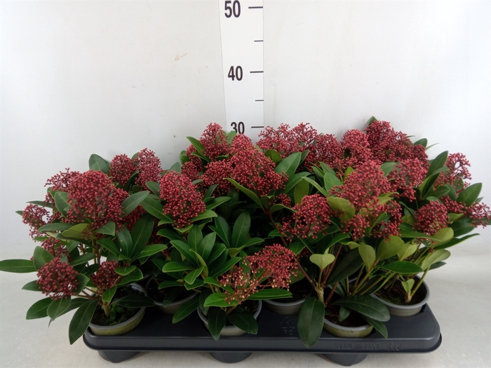 <h4>Skimmia jap. 'Rubella'</h4>