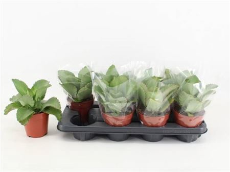 <h4>Kalanchoe Daigremont</h4>