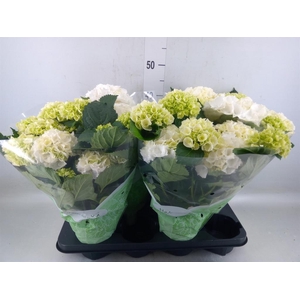 Hydrangea mac. 'Crystal Palace'