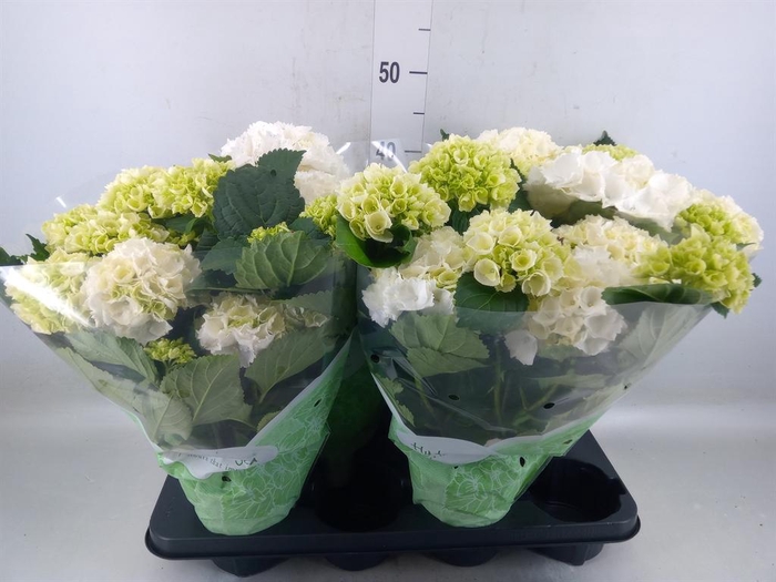 <h4>Hydrangea mac. 'Crystal Palace'</h4>