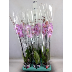 Phalaenopsis   ...