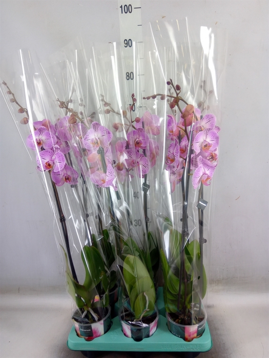 <h4>Phalaenopsis   ...</h4>