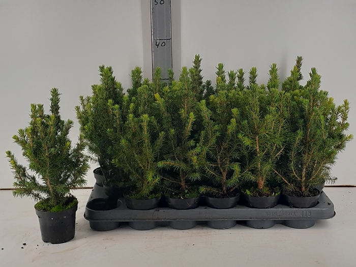 <h4>PICEA GL CONICA</h4>