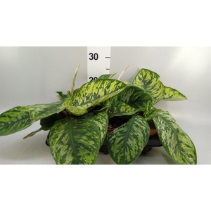Homalomena wal. 'Camouflage'