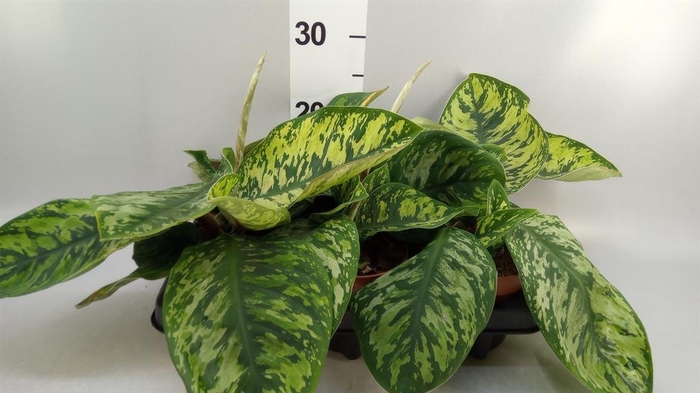 <h4>Homalomena wal. 'Camouflage'</h4>