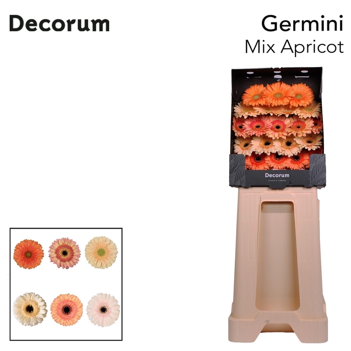 <h4>Germini Mix Apricot Diamond</h4>
