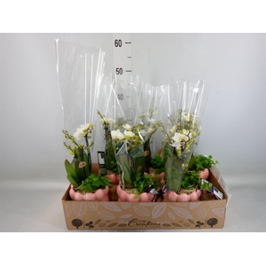 Arr.  Phalaenopsis  H%