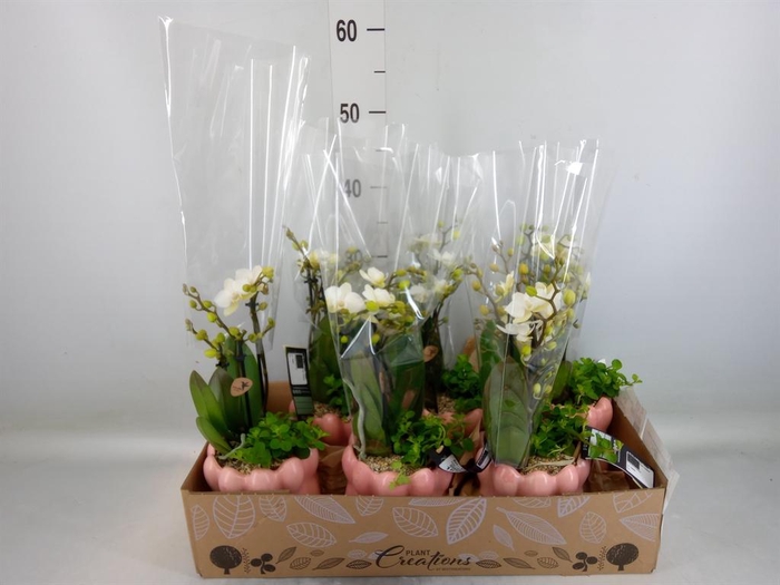 <h4>Arr. Phalaenopsis H%</h4>